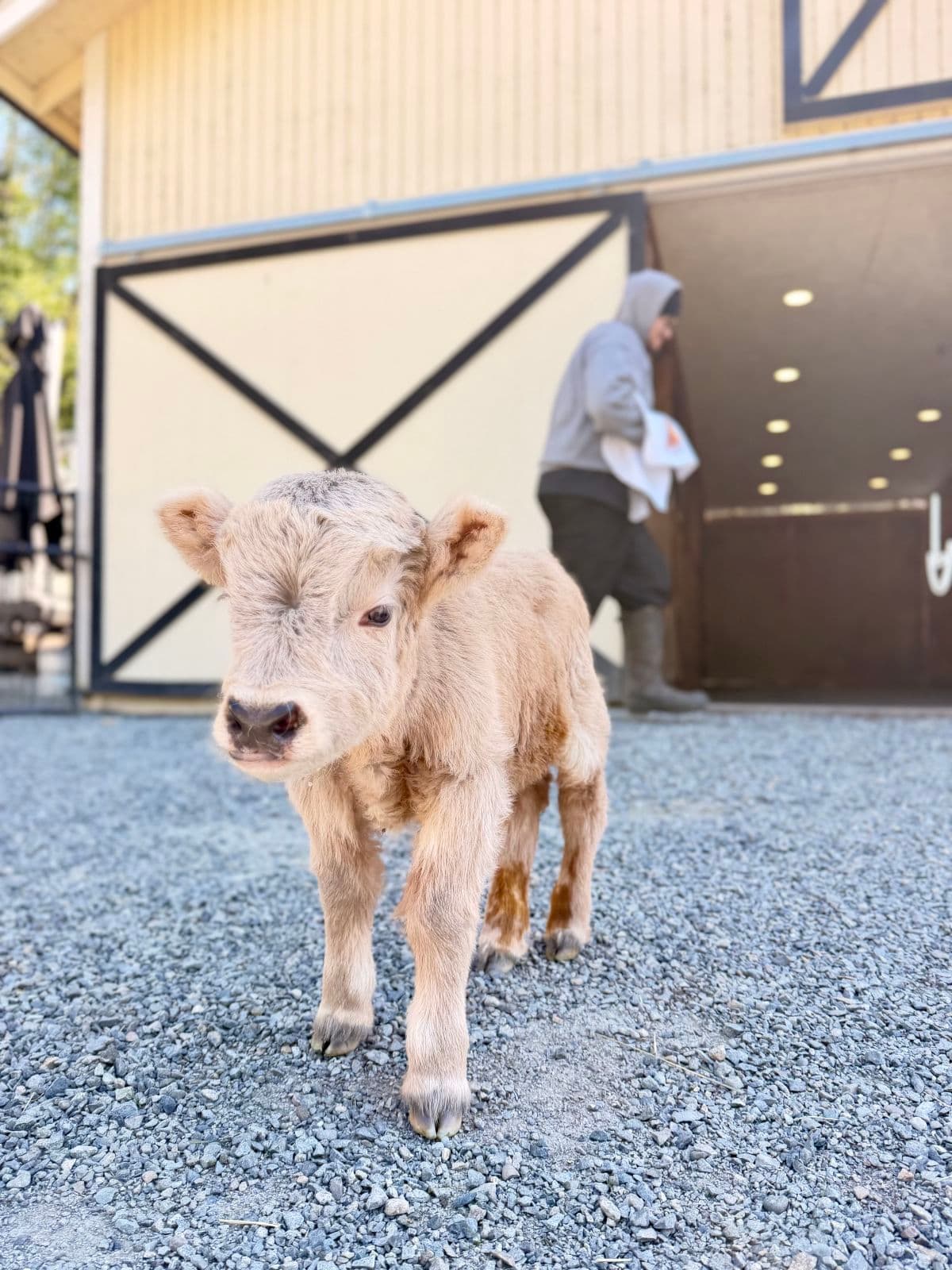 Tiny Moo