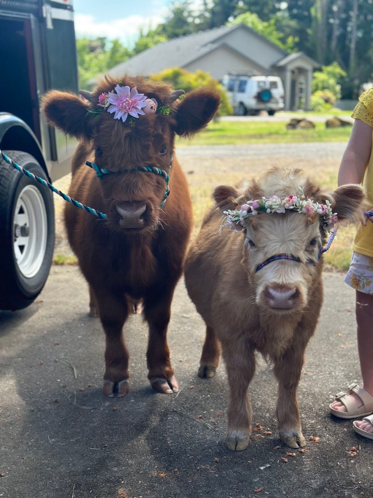 Miniature highland cows