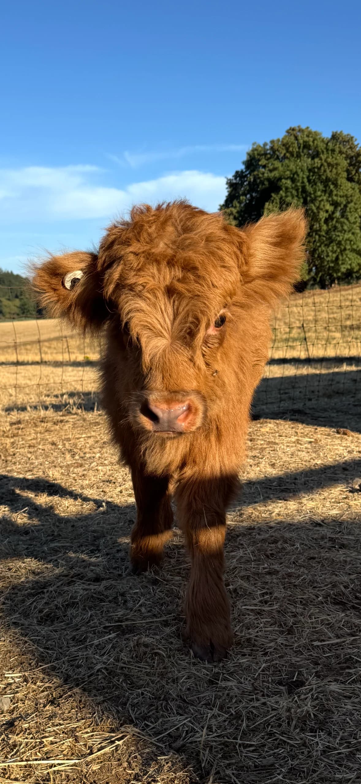 Maple miniature Highland cow
