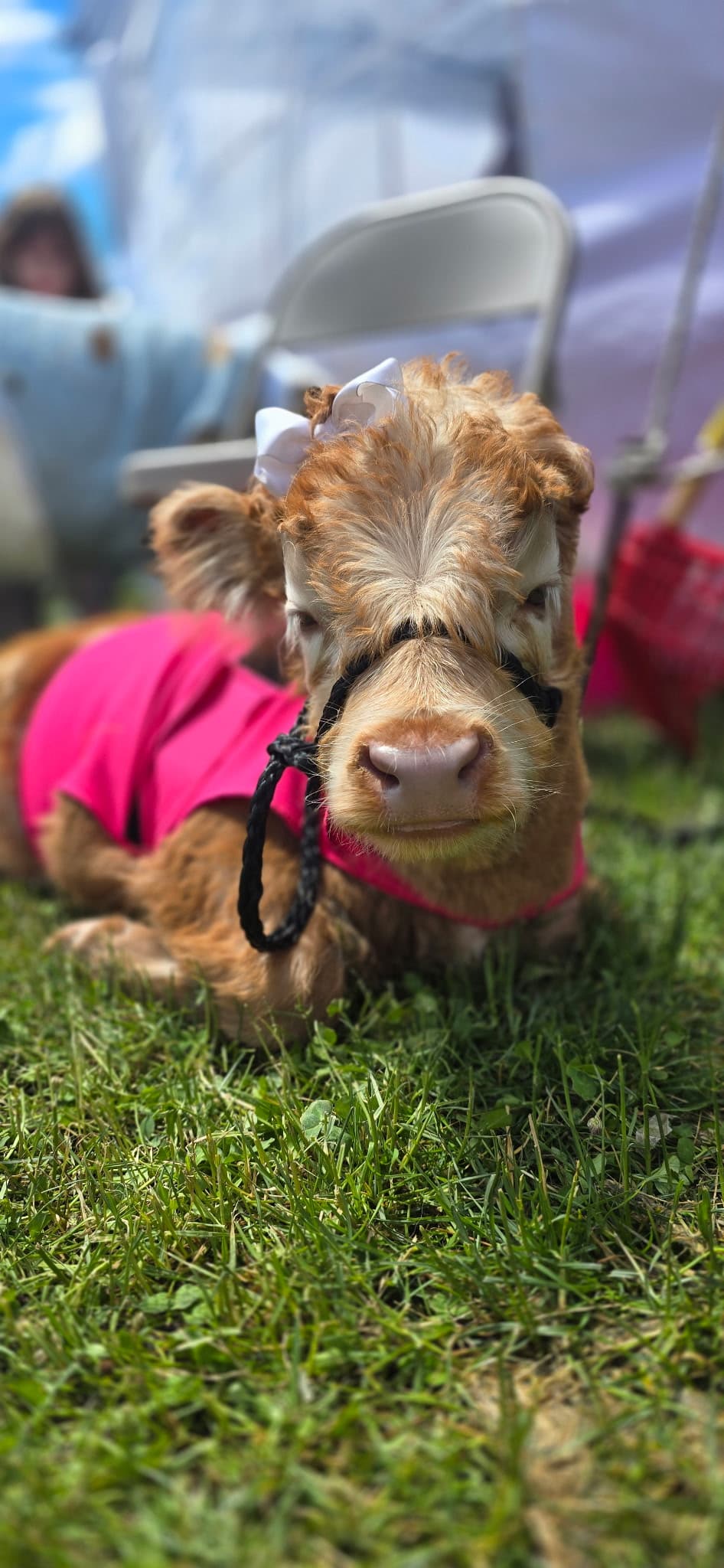 Honey miniature Highland cow
