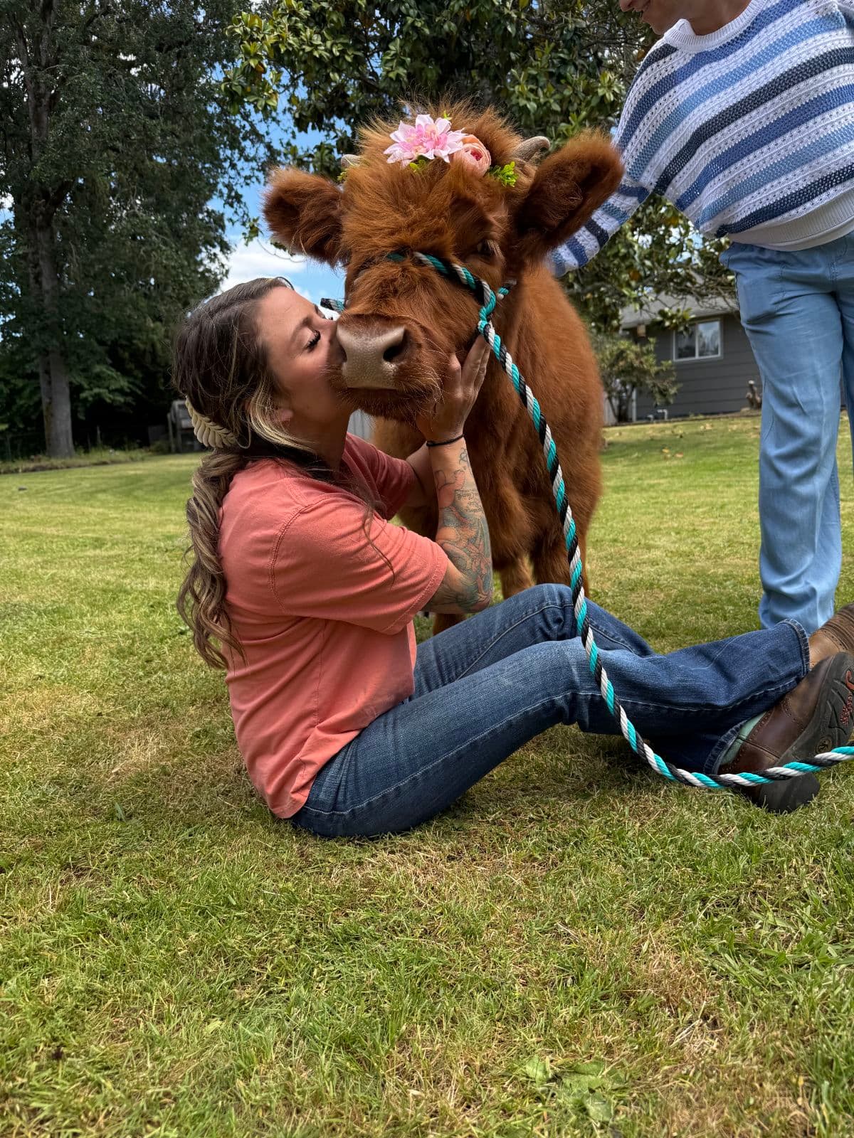 Peach miniature Highland cow