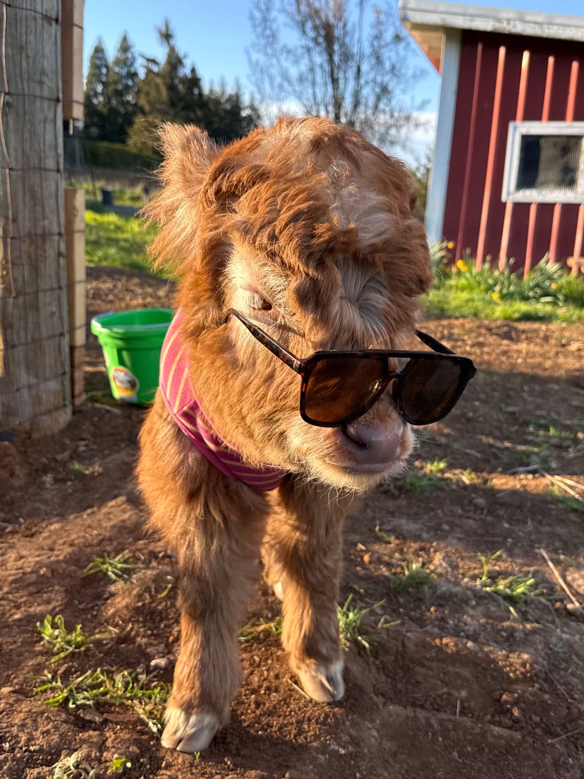 Honey miniature Highland cow profile photo 1